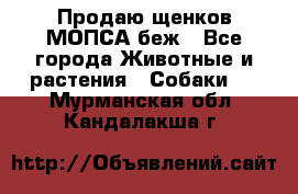 Продаю щенков МОПСА беж - Все города Животные и растения » Собаки   . Мурманская обл.,Кандалакша г.
